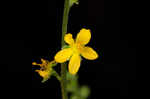 Beaked agrimony